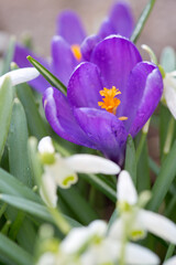 Purple crocus flower in the spring garden. - 775221199