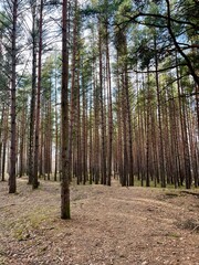 Obraz premium Natural forest background, fir trees, moss on the ground, fairy tail 