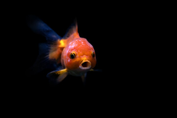 A goldfish with a cute face. Black background.