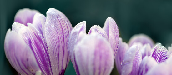 Purple crocus flowers in the spring garden. - 775222362