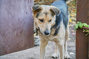 A yard mongrel dog on a chain peeks out of the gates of the house, a dog on a chain in the yard