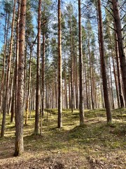 Natural forest background, fir trees, moss on the ground, fairy tail 