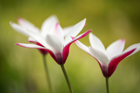 Lovely little botanical tulip features white blooms with deep pink edges