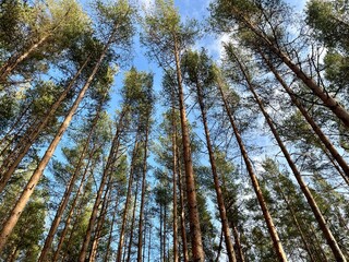 fir trees tops in the sky 