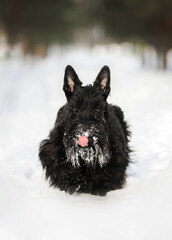 A black Scottish Terrier dog joyfully runs towards the camera on pure white snow in a pine forest in winter. A pink tongue is visible among the thick beard. The dog looks at the camera