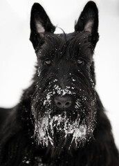 Black Scottish Terrier dog sits on pure white snow in winter in a pine forest, Close-up portraits...