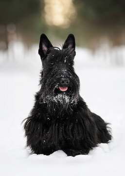 Black Scottish Terrier dog sits on pure white snow in winter in a pine forest