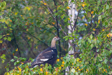 A young black grouse sits on a birch branch