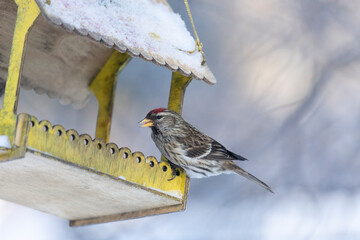 Male redpoll bird sitting on a bird feeder in winter