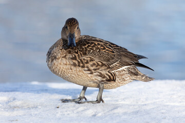 Female Northern pintail standing in the snow