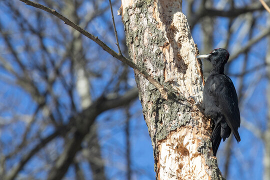 black woodpecker sits on a tree in the forest on a spring day and looks for insects