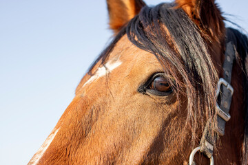 Horse eye close-up detail 