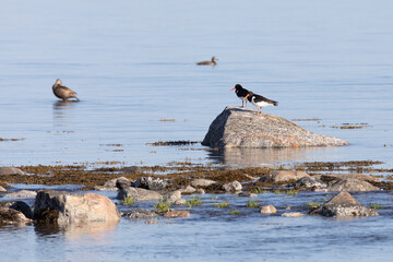 A flock of Eurasian oystercatchers stands on a large rock