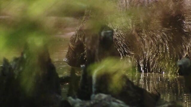 wild boar at a wallow in the forest in spring