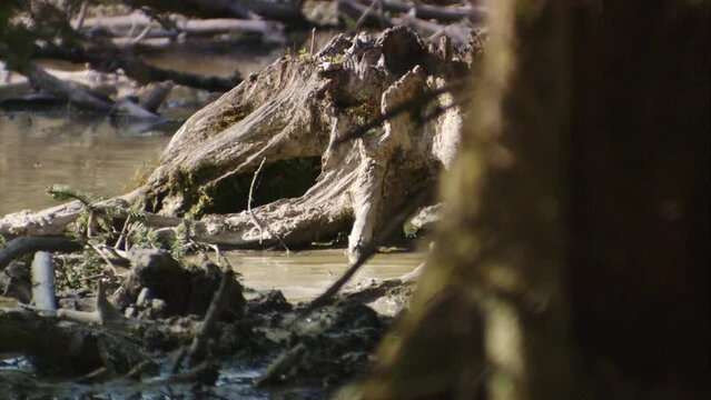 wild boar at a wallow in the forest in spring