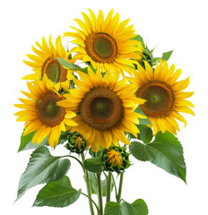 Bright sunflowers with lush green leaves isolated on transparent background