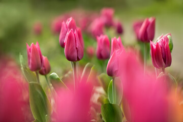 pink tulips, spring flowers	