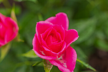 Macro view of a flourishing red rose bush in the garden.