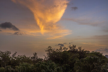 Beautiful view of the cloudy sky during sunset, casting its golden hues over tropical trees. USA.