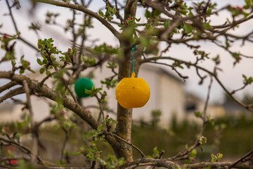 Сlose-up view of a yellow and green sticky plastic insect trap on an apple tree in the garden.