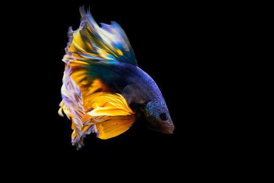 Betta fish with its wonderful colors. Black background. Betta splendens.