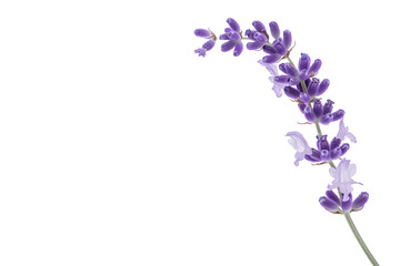 Single Lavender Stem in Bloom Isolated on White Transparent Background, PNG

