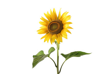 Bright Sunflower Standing Tall Isolated on White Transparent Background, PNG
