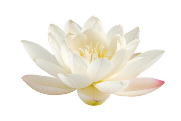 Serene White Lotus Flower Isolated on White Transparent Background, PNG
