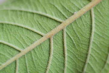 Abstract blur pattern of leaf veins