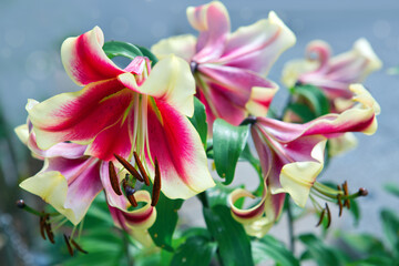 Lilium 'Red Dutch' is an asiatic hybrid lily with red flowers edged yellow . - 775234706