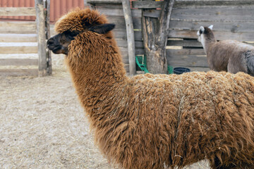 An adult alpaca grazes on a pasture in a village in a cattle pen.