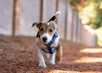 Closeup shot of a Jack Russell Terrier running on dirt ground