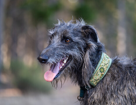 Closeup shot of a Scottish deerhound