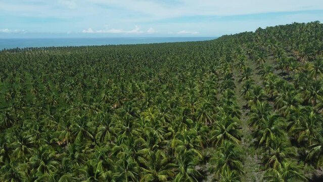 Vis&atilde;o a&eacute;rea de &aacute;rvores coqueiros pr&oacute;ximo a praia do gunga, alagoas, brasil