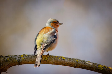 A male common chaffinch (Fringilla coelebs) sits on the thick branch and sings its spring song on a spring sunny day. Close-up portrait of male chaffinch with blue-brown background.