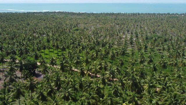 &Aacute;rvores coqueiros pr&oacute;ximo a praia do gunga, alagoas, brasil