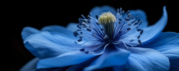 Close-up of a blue flower with a dark background