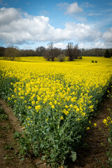 kwitnące pola rzepaku © Mariusz
