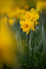 daffodils, daffodils in the park in the wind	