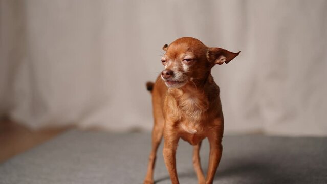 Mini-toy terrier dog is trembling while standing at home, afraid of new circumstances. Animal care concept, sick pet, moving to a new home, stress in dogs. Frightened animal
