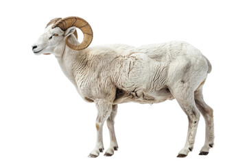 Majestic Ram In Serene White Space. White or PNG Transparent Background.