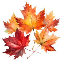 maple leaves on transparent background	