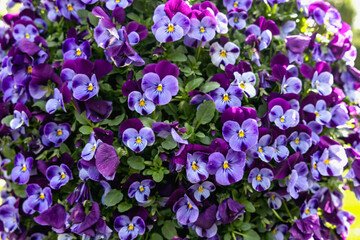Background of beautiful blue violets flowers in park.