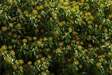 Abstract background flowers looking like yellow ball pins	