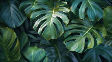 Group of Green Leaves on Blue Background