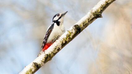 Naklejka premium great woodpecker on tree