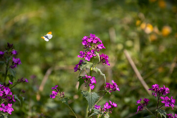 orange tip butterfly with a beautiful purple flower in the Netherlands