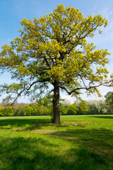 oak tree on a meadow - 775247709