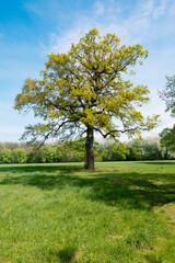 old oak tree in Donau auen national park - 775247740