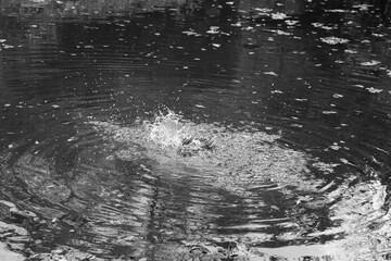 Mallard duck splashing wings out the pond water creating circular ripples in black and white